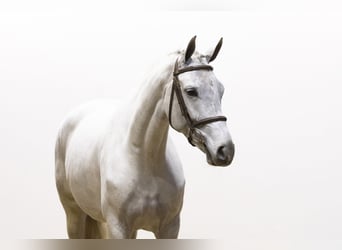 Zangersheide, Giumenta, 5 Anni, 165 cm, Grigio