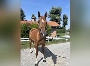 Zangersheide, Giumenta, 5 Anni, 165 cm, Sauro