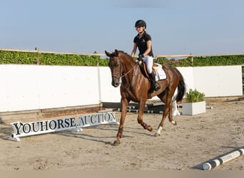 Zangersheide, Giumenta, 5 Anni, 165 cm, Sauro