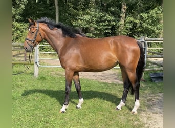 Zangersheide, Giumenta, 5 Anni, 166 cm, Baio