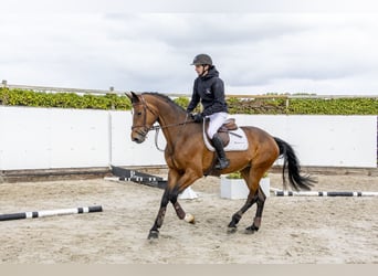Zangersheide, Giumenta, 5 Anni, 166 cm, Baio