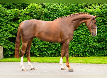 Zangersheide, Giumenta, 5 Anni, 166 cm