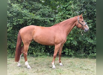 Zangersheide, Giumenta, 5 Anni, 166 cm, Sauro