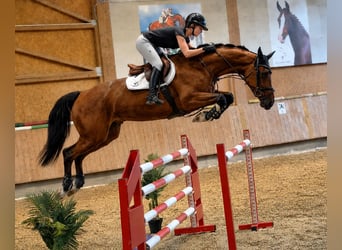 Zangersheide, Giumenta, 5 Anni, 167 cm, Baio