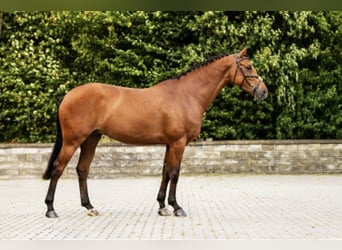 Zangersheide, Giumenta, 5 Anni, 167 cm, Baio