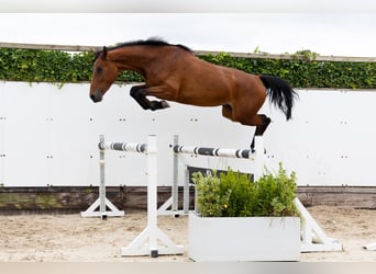 Zangersheide, Giumenta, 5 Anni, 167 cm, Baio