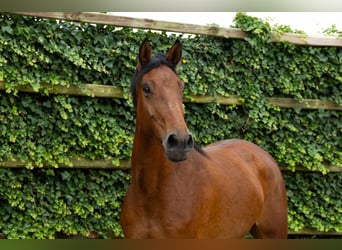 Zangersheide, Giumenta, 5 Anni, 167 cm, Baio