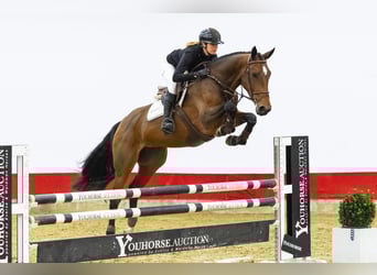 Zangersheide, Giumenta, 5 Anni, 167 cm, Baio