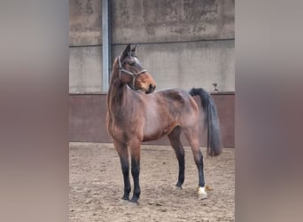 Zangersheide, Giumenta, 5 Anni, 167 cm, Baio