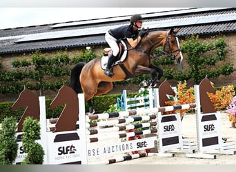 Zangersheide, Giumenta, 5 Anni, 168 cm, Baio