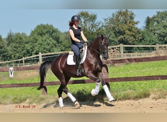 Zangersheide, Giumenta, 5 Anni, 168 cm