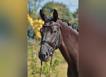 Zangersheide, Giumenta, 5 Anni, 168 cm