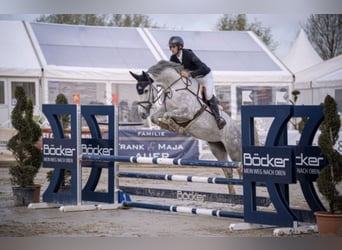 Zangersheide, Giumenta, 5 Anni, 168 cm, Grigio