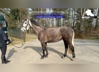 Zangersheide, Giumenta, 5 Anni, 168 cm, Grigio