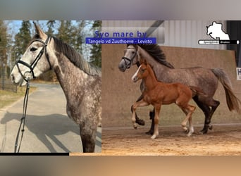 Zangersheide, Giumenta, 5 Anni, 168 cm, Grigio