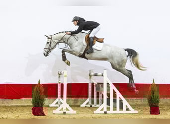 Zangersheide, Giumenta, 5 Anni, 168 cm, Grigio