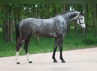 Zangersheide, Giumenta, 5 Anni, 168 cm, Grigio pezzato