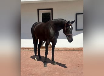 Zangersheide, Giumenta, 5 Anni, 168 cm, Morello