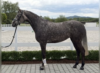 Zangersheide, Giumenta, 5 Anni, 169 cm, Grigio pezzato