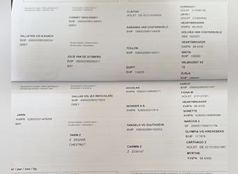 Zangersheide, Giumenta, 5 Anni, 170 cm, Baio