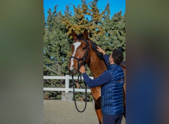 Zangersheide, Giumenta, 5 Anni, 170 cm, Baio