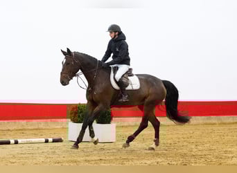 Zangersheide, Giumenta, 5 Anni, 170 cm, Baio