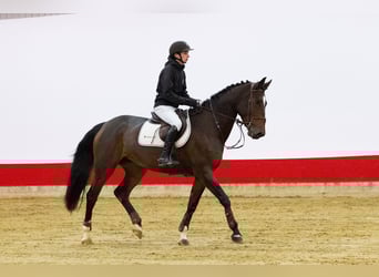 Zangersheide, Giumenta, 5 Anni, 170 cm, Baio