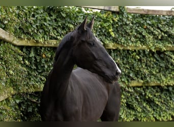 Zangersheide, Giumenta, 5 Anni, 170 cm, Morello