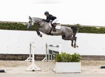 Zangersheide, Giumenta, 5 Anni, 171 cm, Grigio