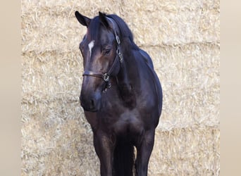 Zangersheide, Giumenta, 5 Anni, 173 cm, Morello