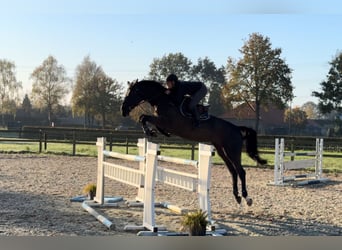 Zangersheide, Giumenta, 5 Anni, 173 cm, Morello