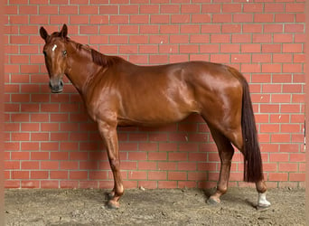 Zangersheide, Giumenta, 5 Anni, 173 cm, Sauro