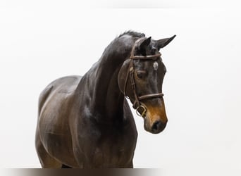 Zangersheide, Giumenta, 5 Anni, 178 cm, Baio