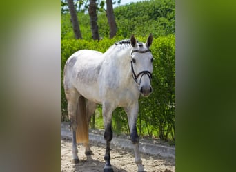Zangersheide, Giumenta, 5 Anni, Grigio