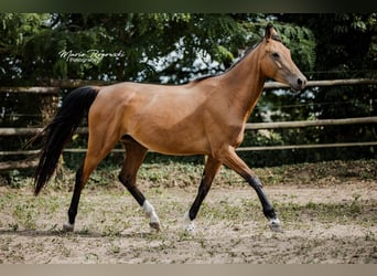 Zangersheide, Giumenta, 6 Anni, 157 cm, Pelle di daino