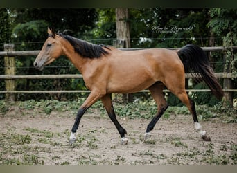 Zangersheide, Giumenta, 6 Anni, 157 cm, Pelle di daino