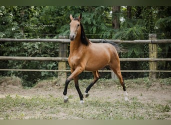Zangersheide, Giumenta, 6 Anni, 157 cm, Pelle di daino