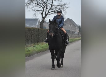 Zangersheide, Giumenta, 6 Anni, 160 cm, Baio scuro