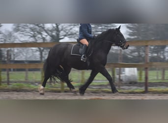 Zangersheide, Giumenta, 6 Anni, 160 cm, Baio scuro