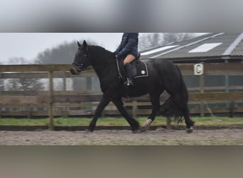 Zangersheide, Giumenta, 6 Anni, 160 cm, Baio scuro