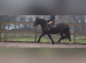 Zangersheide, Giumenta, 6 Anni, 160 cm, Baio scuro