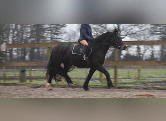 Zangersheide, Giumenta, 6 Anni, 160 cm, Baio scuro