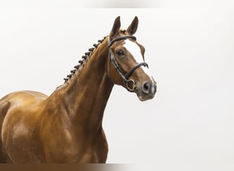 Zangersheide, Giumenta, 6 Anni, 160 cm, Sauro