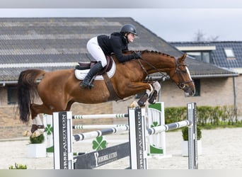 Zangersheide, Giumenta, 6 Anni, 160 cm, Sauro