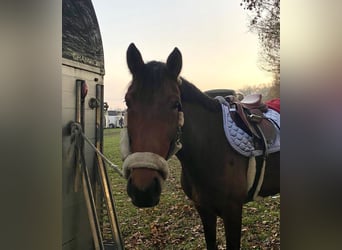 Zangersheide, Giumenta, 6 Anni, 162 cm, Baio