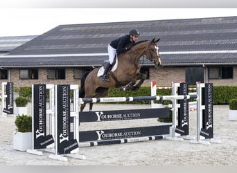 Zangersheide, Giumenta, 6 Anni, 162 cm