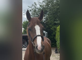 Zangersheide, Giumenta, 6 Anni, 162 cm, Sauro