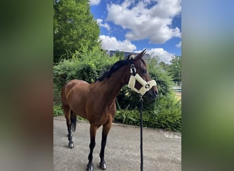 Zangersheide, Giumenta, 6 Anni, 163 cm, Baio