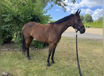 Zangersheide, Giumenta, 6 Anni, 163 cm, Baio