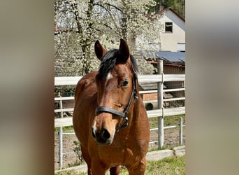 Zangersheide, Giumenta, 6 Anni, 163 cm, Baio